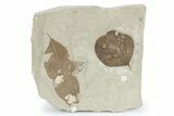 Fossil Leaf (Allophylus & Erythrina) Plate - Insect Predation! #279462-1